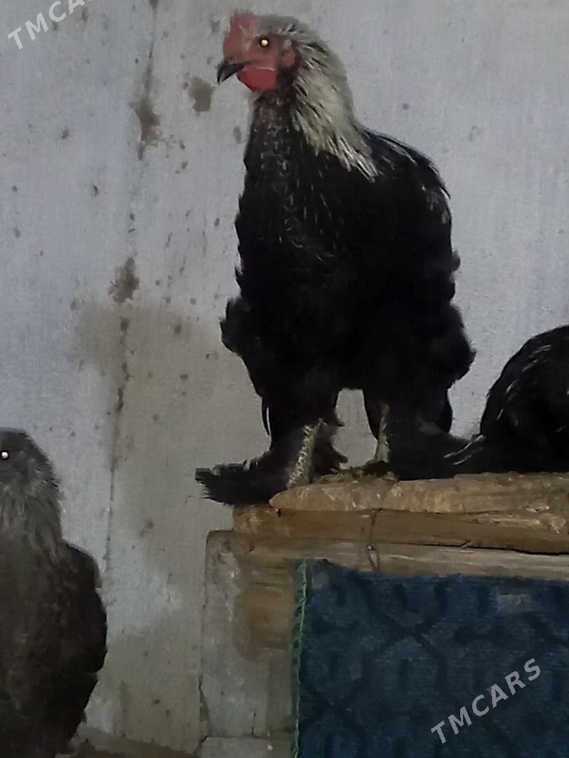 TOWUK HORAZ - Гёкдепе - img 4