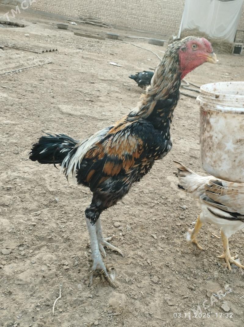 baýes horaz - Теджен - img 6