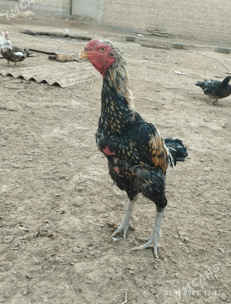 baýes horaz - Теджен - img 4