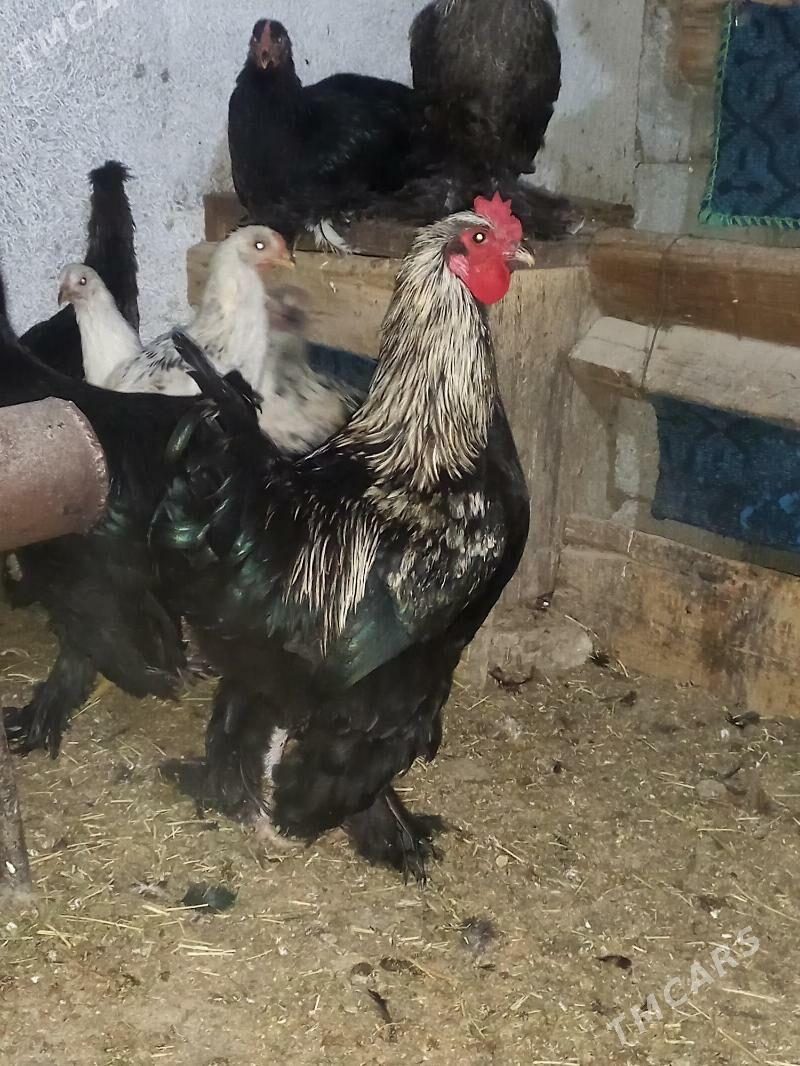 TOWUK HORAZ - Гёкдепе - img 3