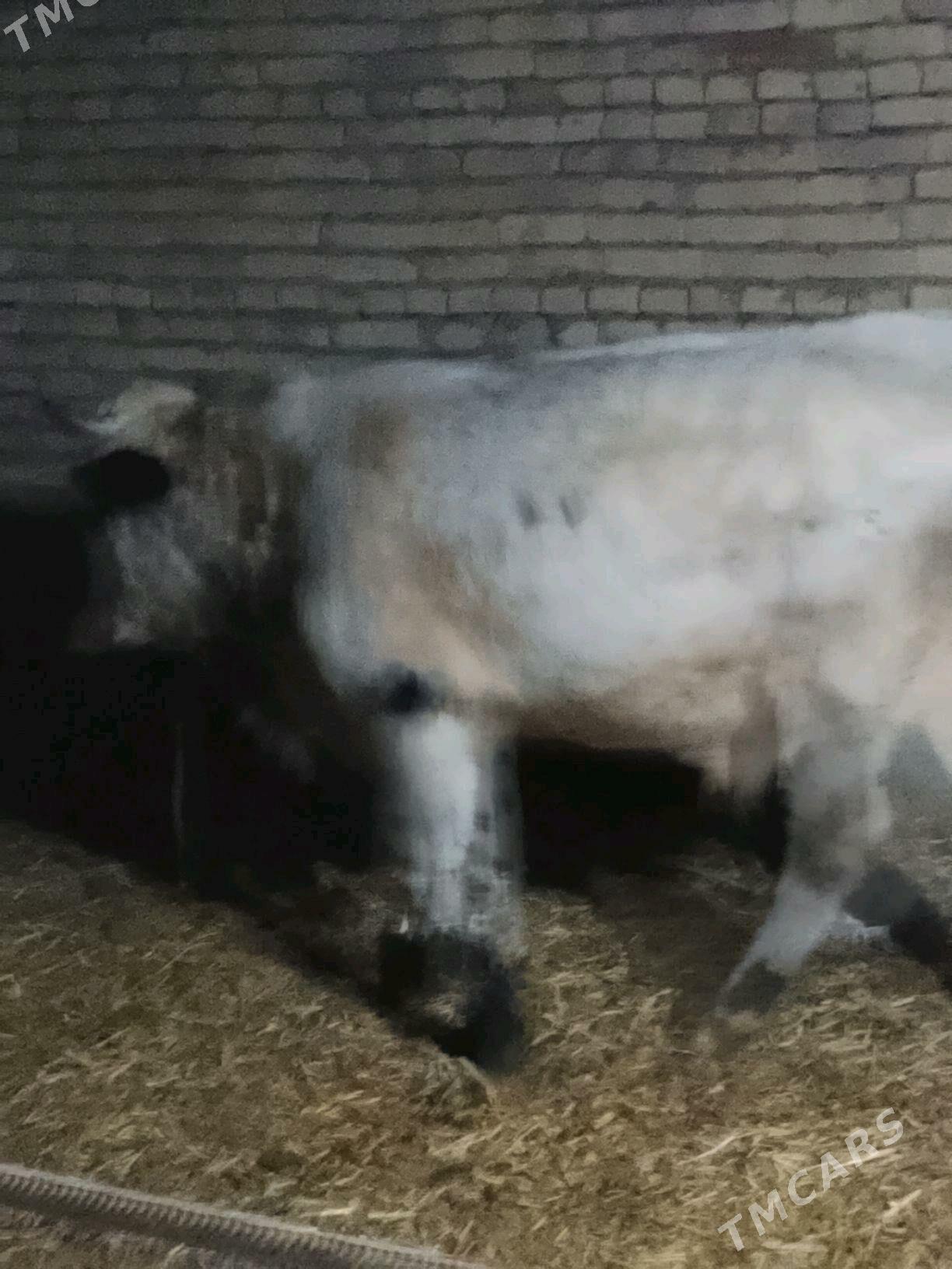 okuzler - Dänew - img 3