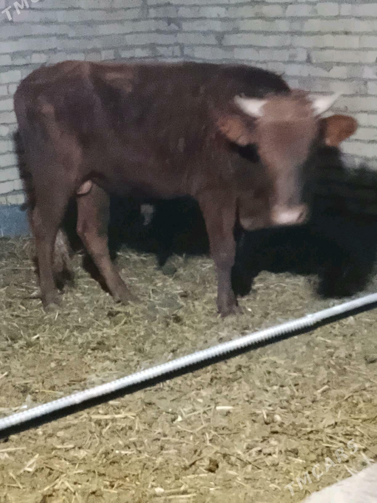 okuzler - Dänew - img 2