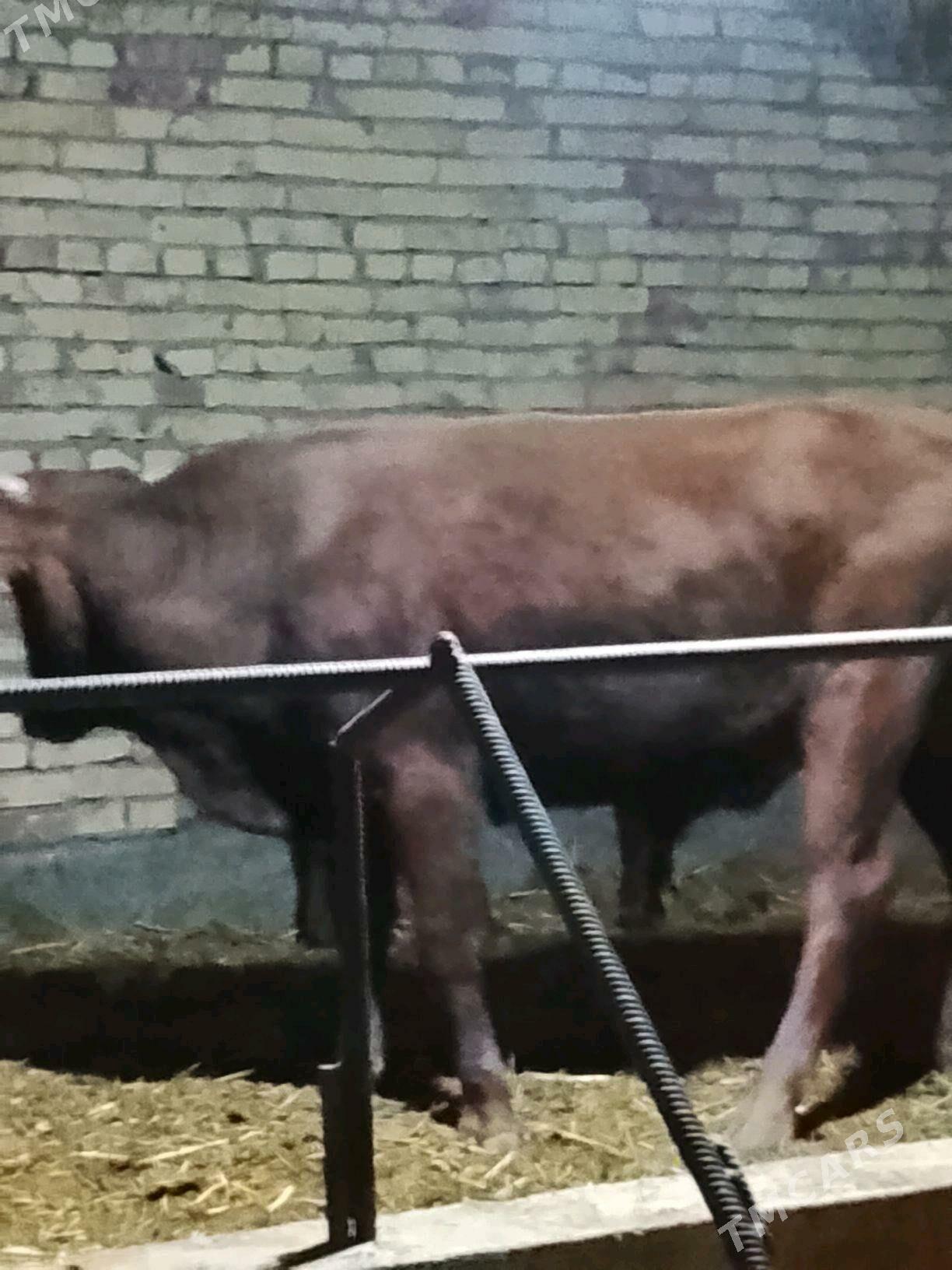 okuzler - Dänew - img 6