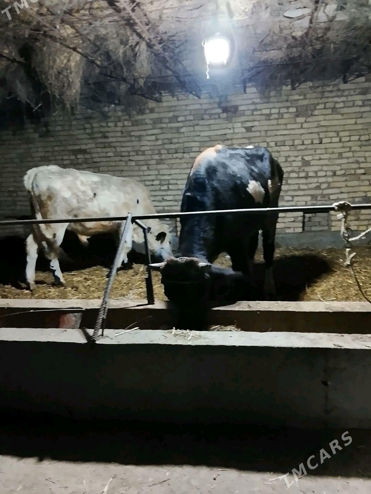 okuzler - Dänew - img 5