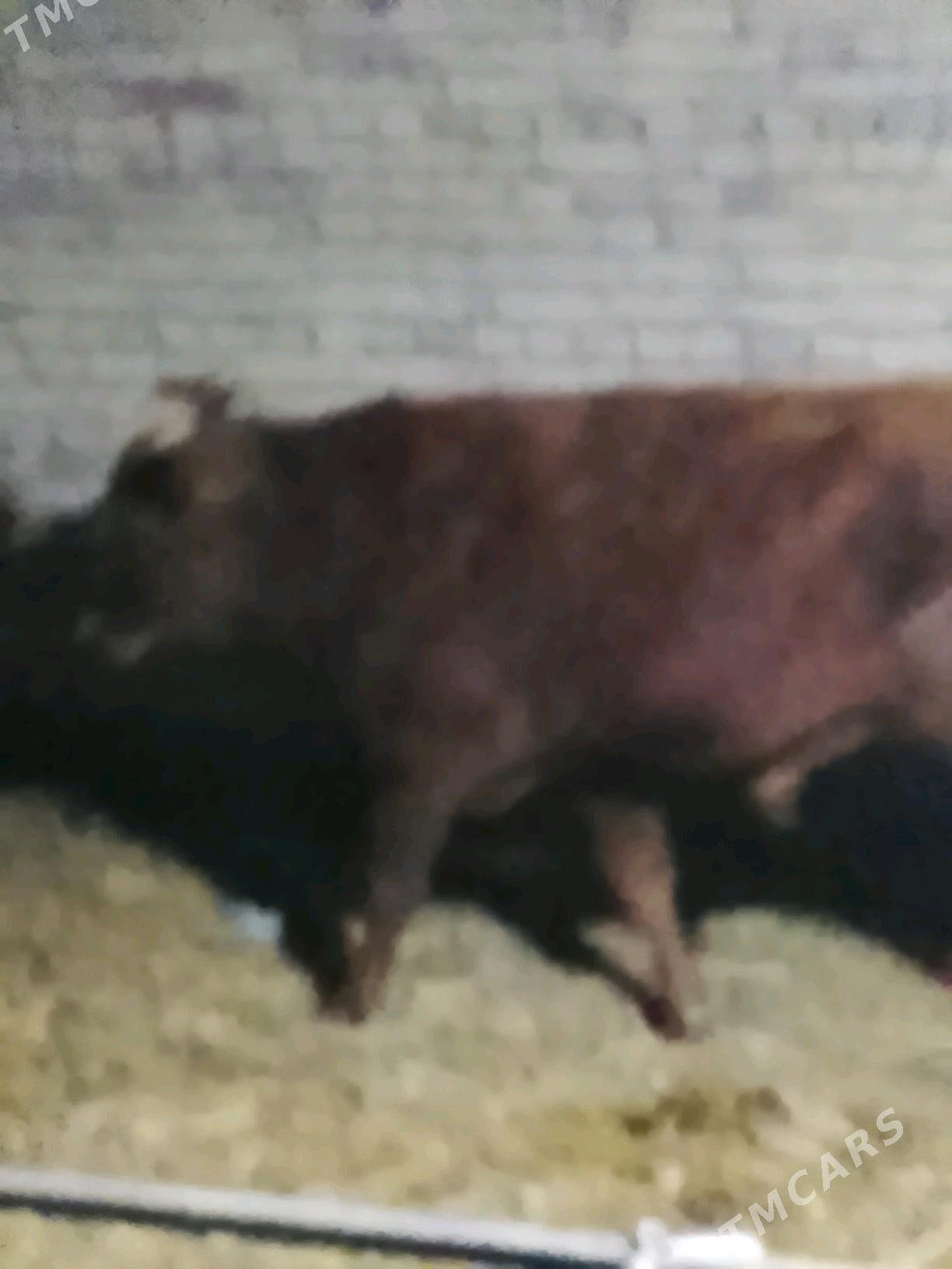 okuzler - Dänew - img 8