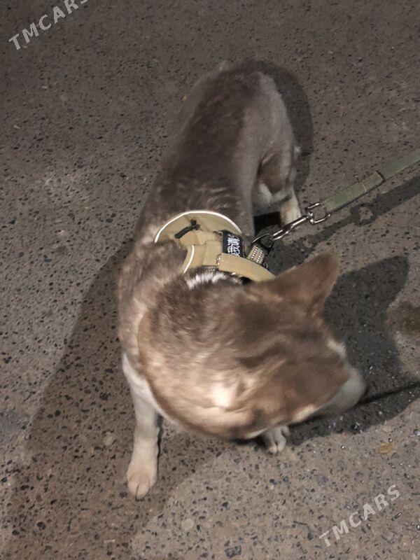 haski - 8 мкр - img 2