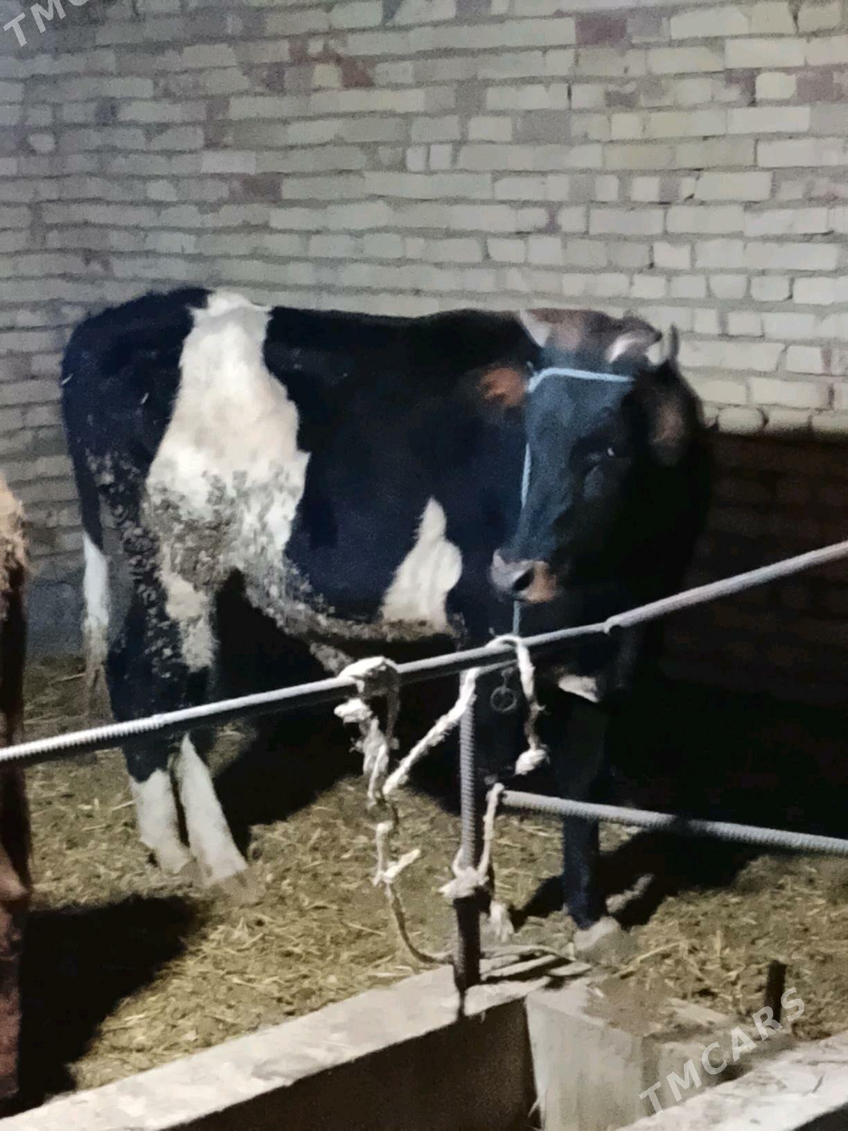 okuzler - Dänew - img 4