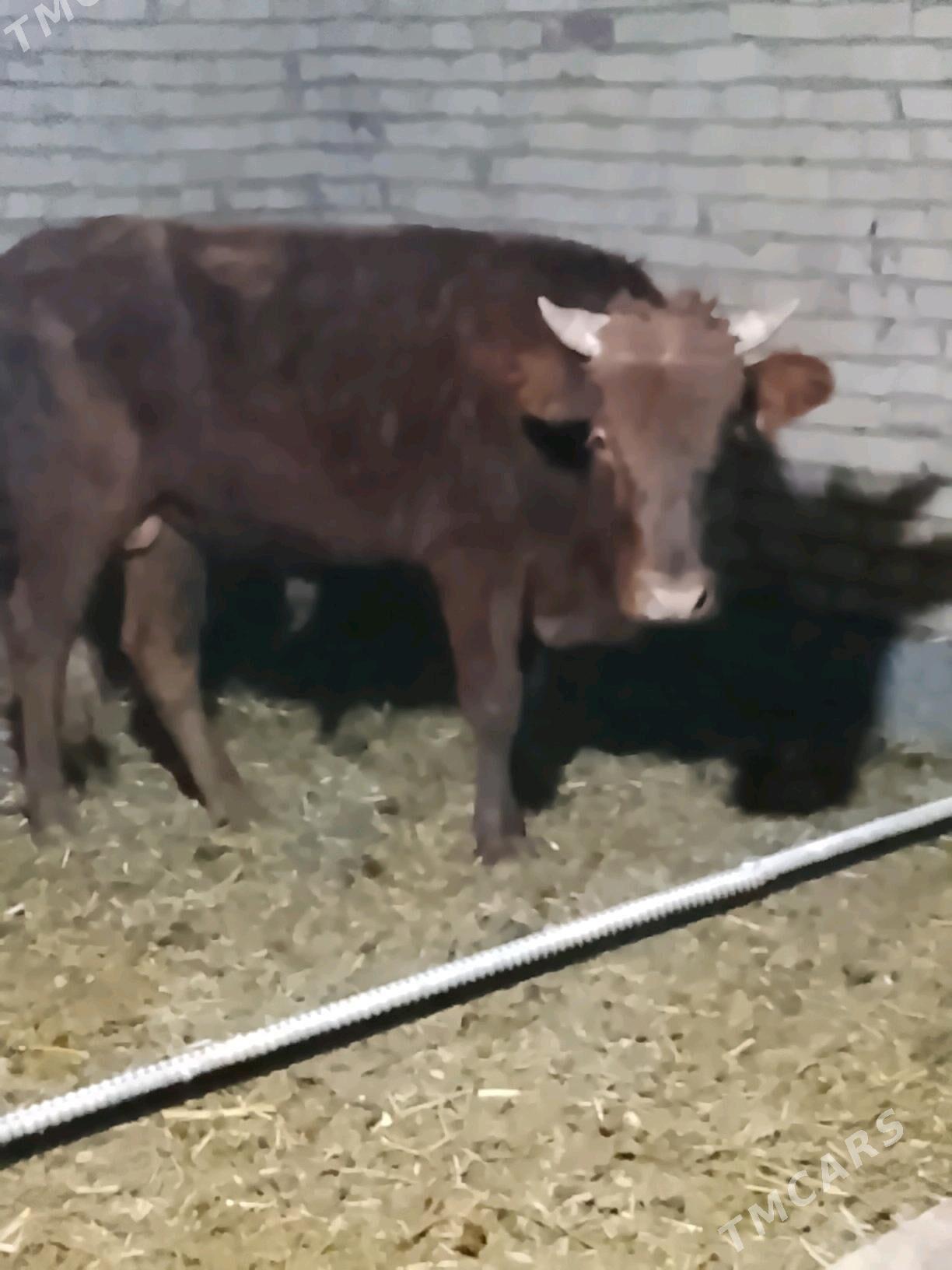 okuzler - Dänew - img 9