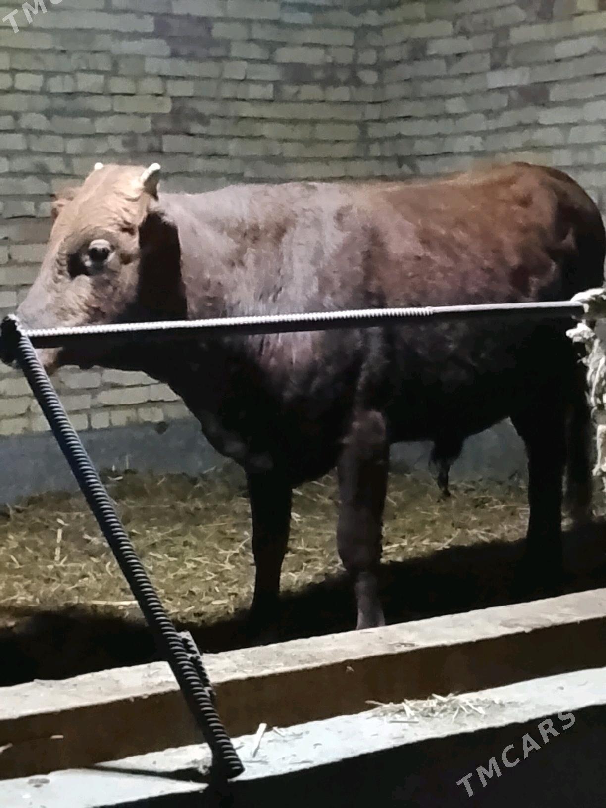 okuzler - Dänew - img 7