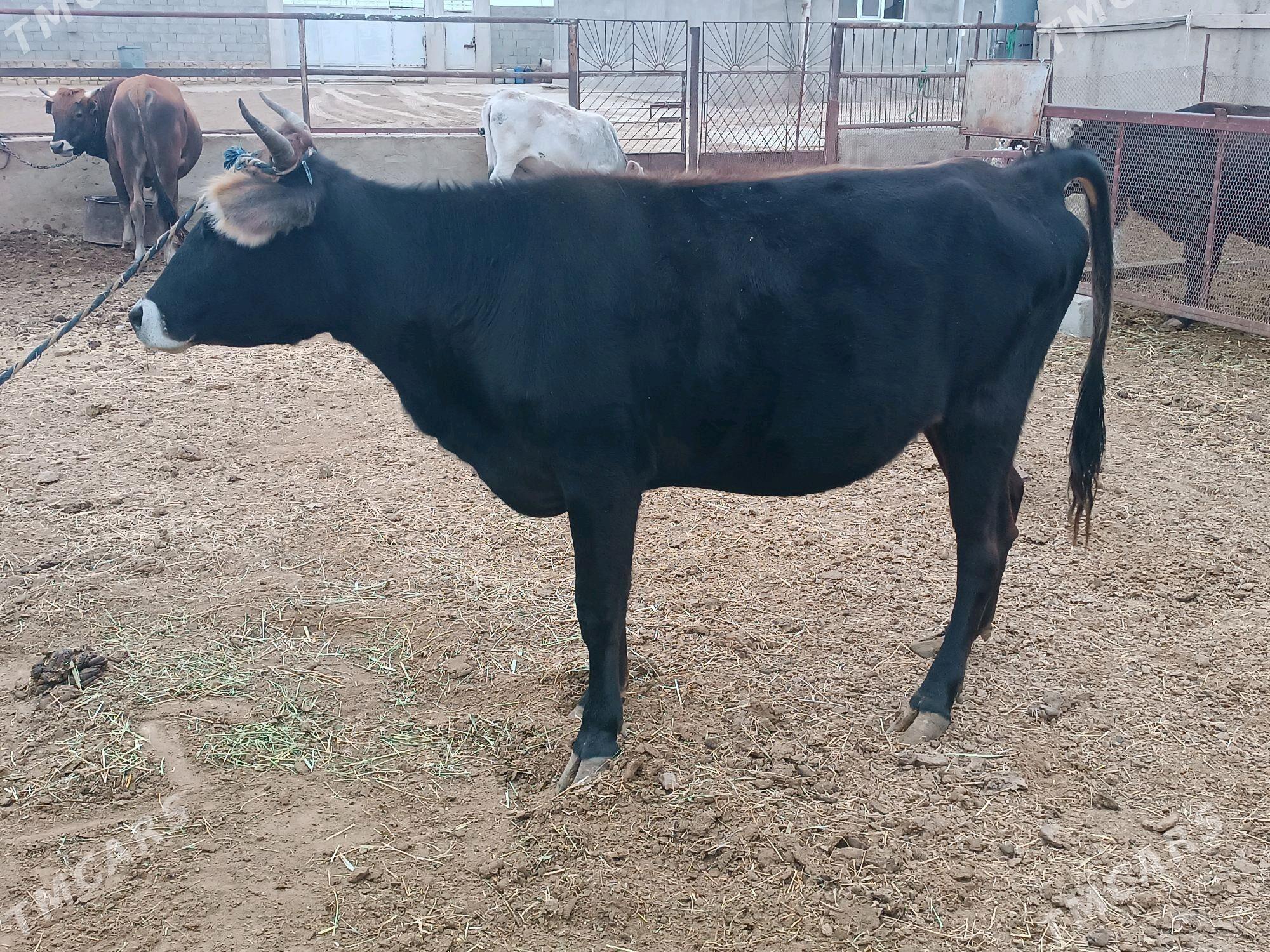 Okuz - Этрек - img 2