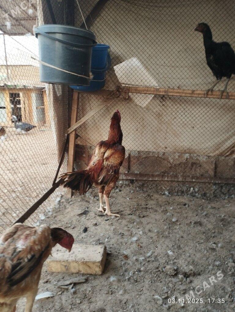 baýes horaz - Теджен - img 3