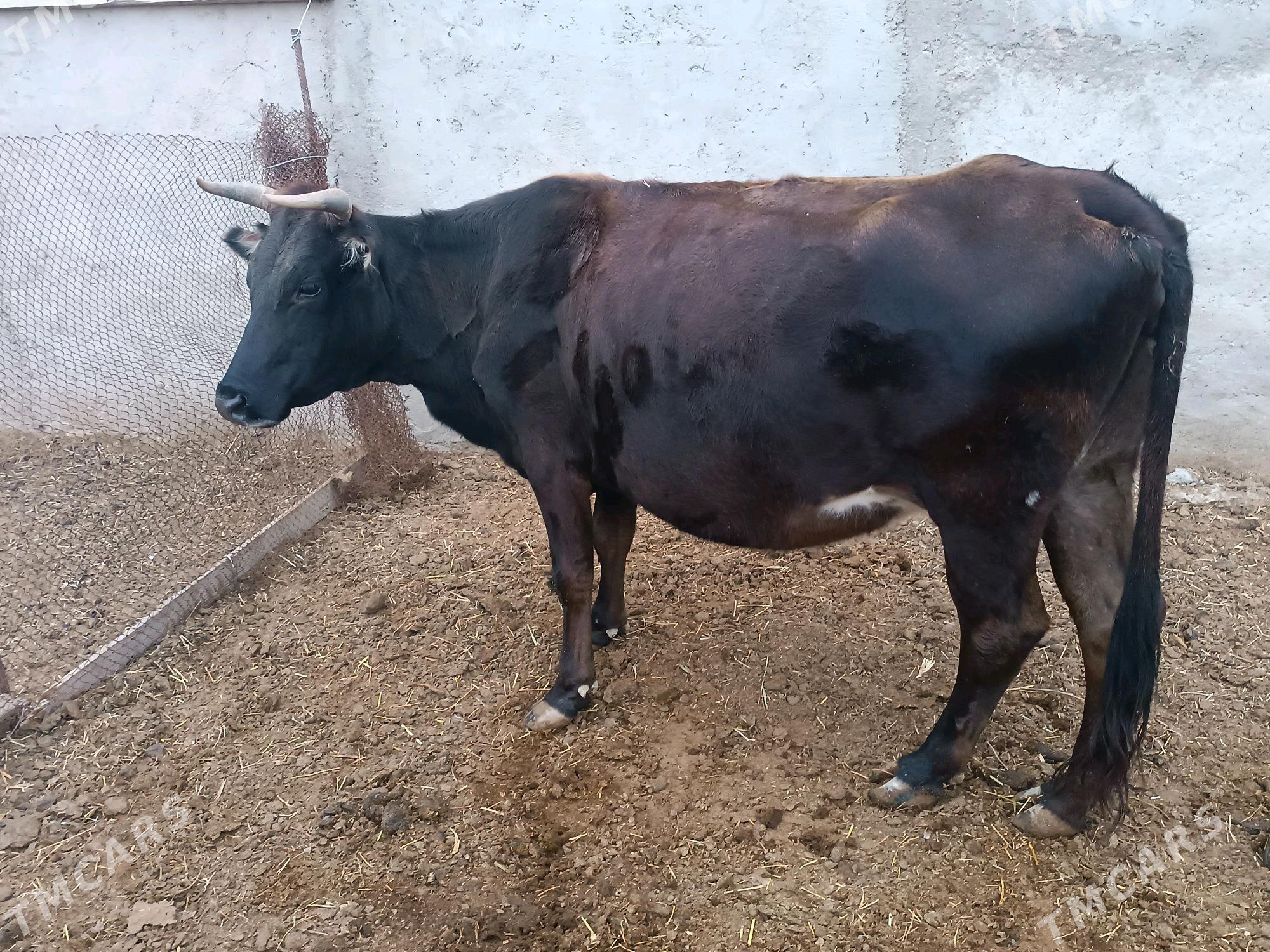 Okuz - Этрек - img 3