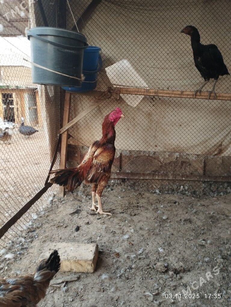 baýes horaz - Теджен - img 2