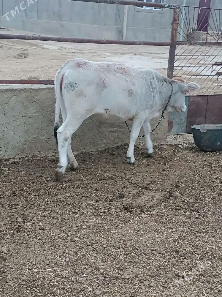 Okuz - Этрек - img 4