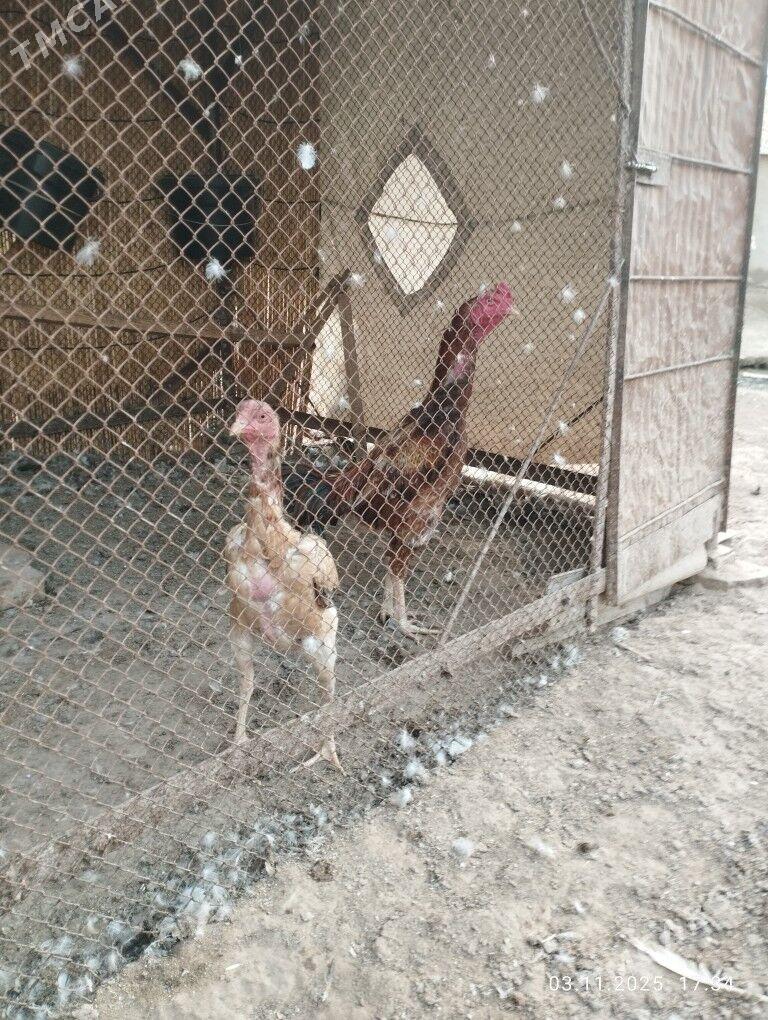 baýes horaz - Теджен - img 6