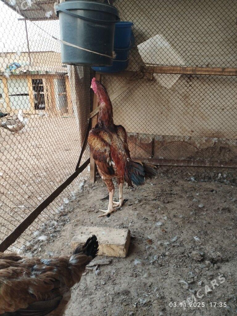 baýes horaz - Теджен - img 5