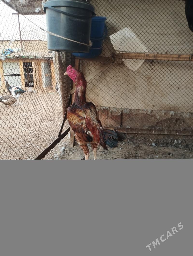 baýes horaz - Теджен - img 4