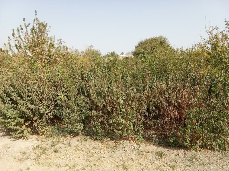 miweli agaçlar - Baýramaly - img 1