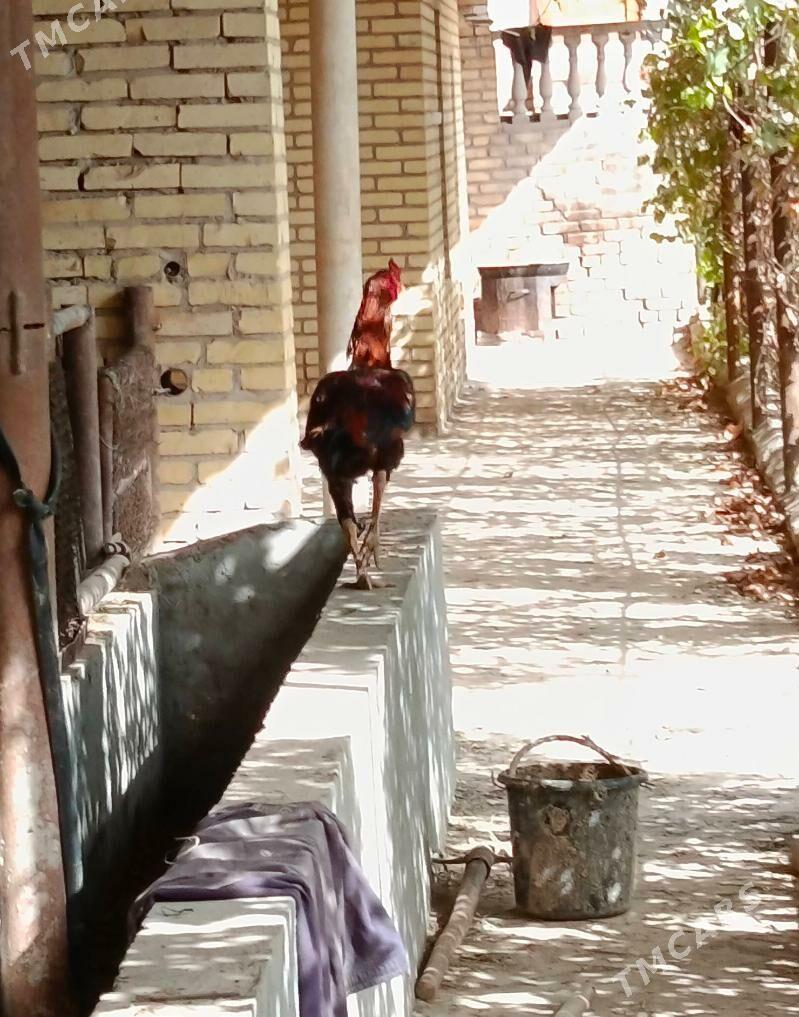 baýes horaz - Халач - img 3