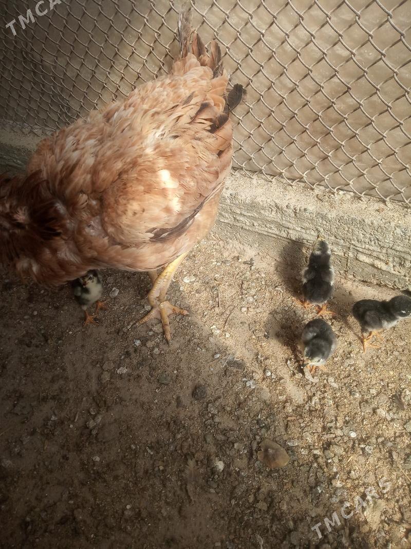 taşkent - Büzmeýin - img 3