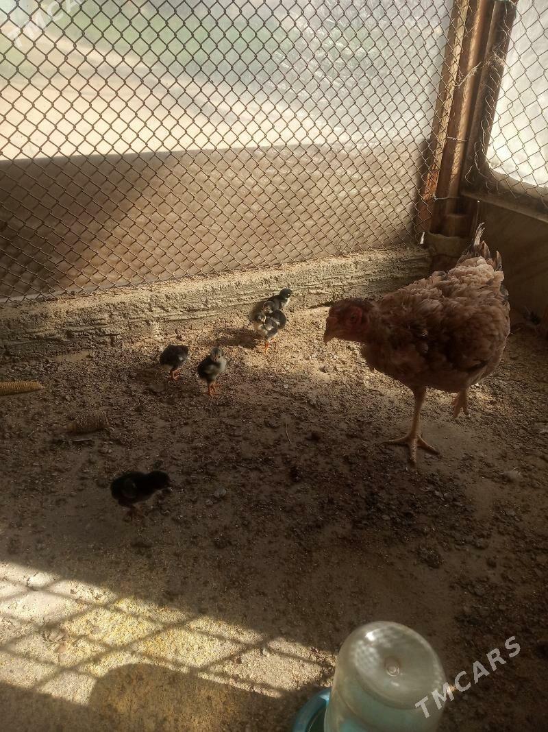 taşkent - Büzmeýin - img 2