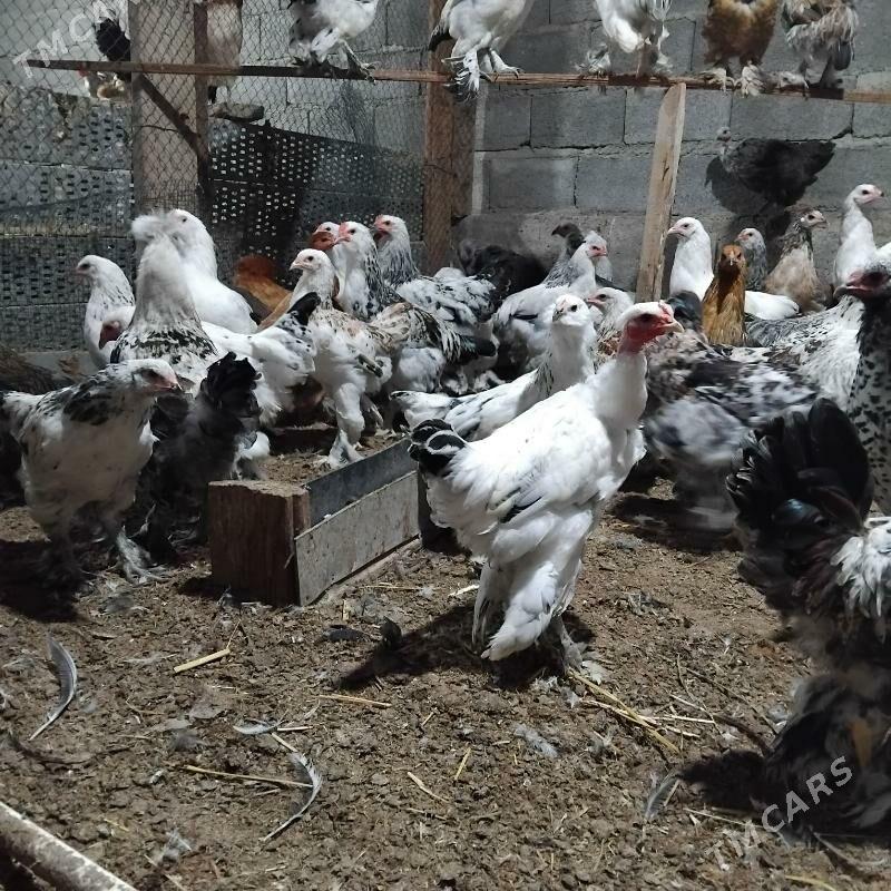 towuk balgariski - Büzmeýin - img 3