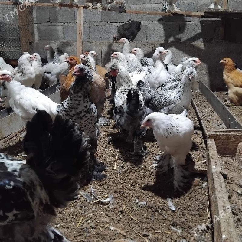 towuk balgariski - Büzmeýin - img 4