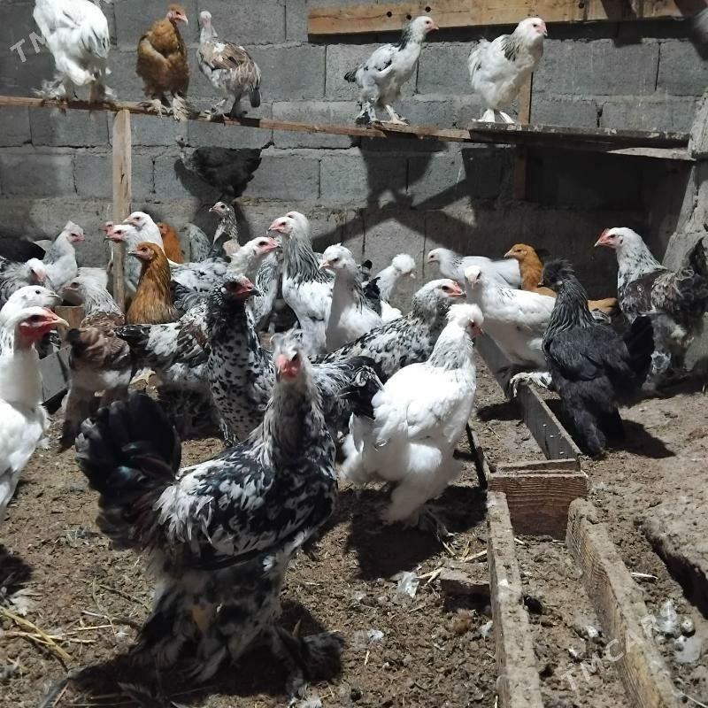 towuk balgariski - Büzmeýin - img 6