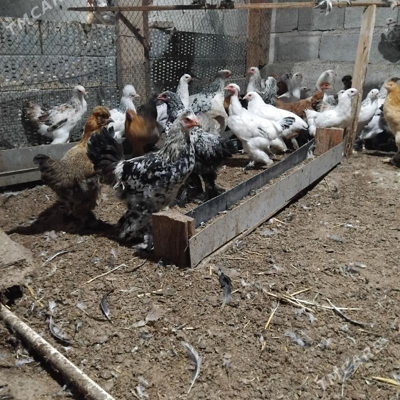 towuk balgariski - Büzmeýin - img 5