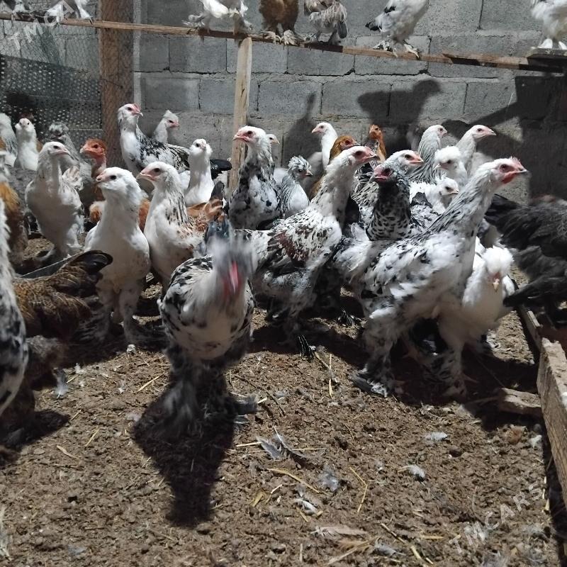 towuk balgariski - Büzmeýin - img 2