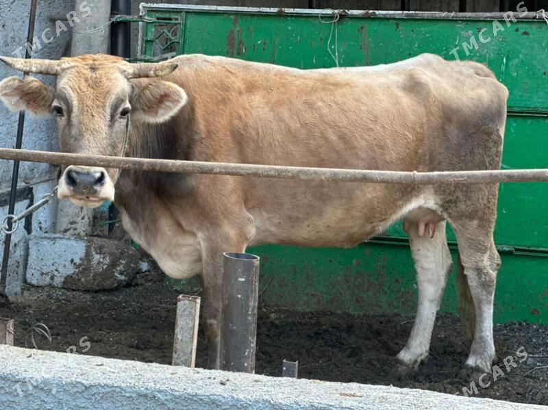 GÖLELİ SYGYR SÜYTLİ - Çoganly - img 5