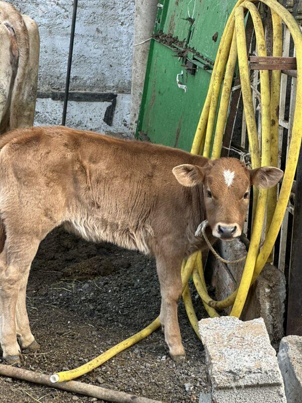 GÖLELİ SYGYR SÜYTLİ - Çoganly - img 4