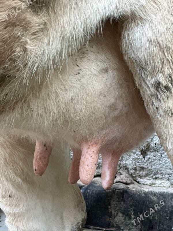 GÖLELİ SYGYR SÜYTLİ - Çoganly - img 2