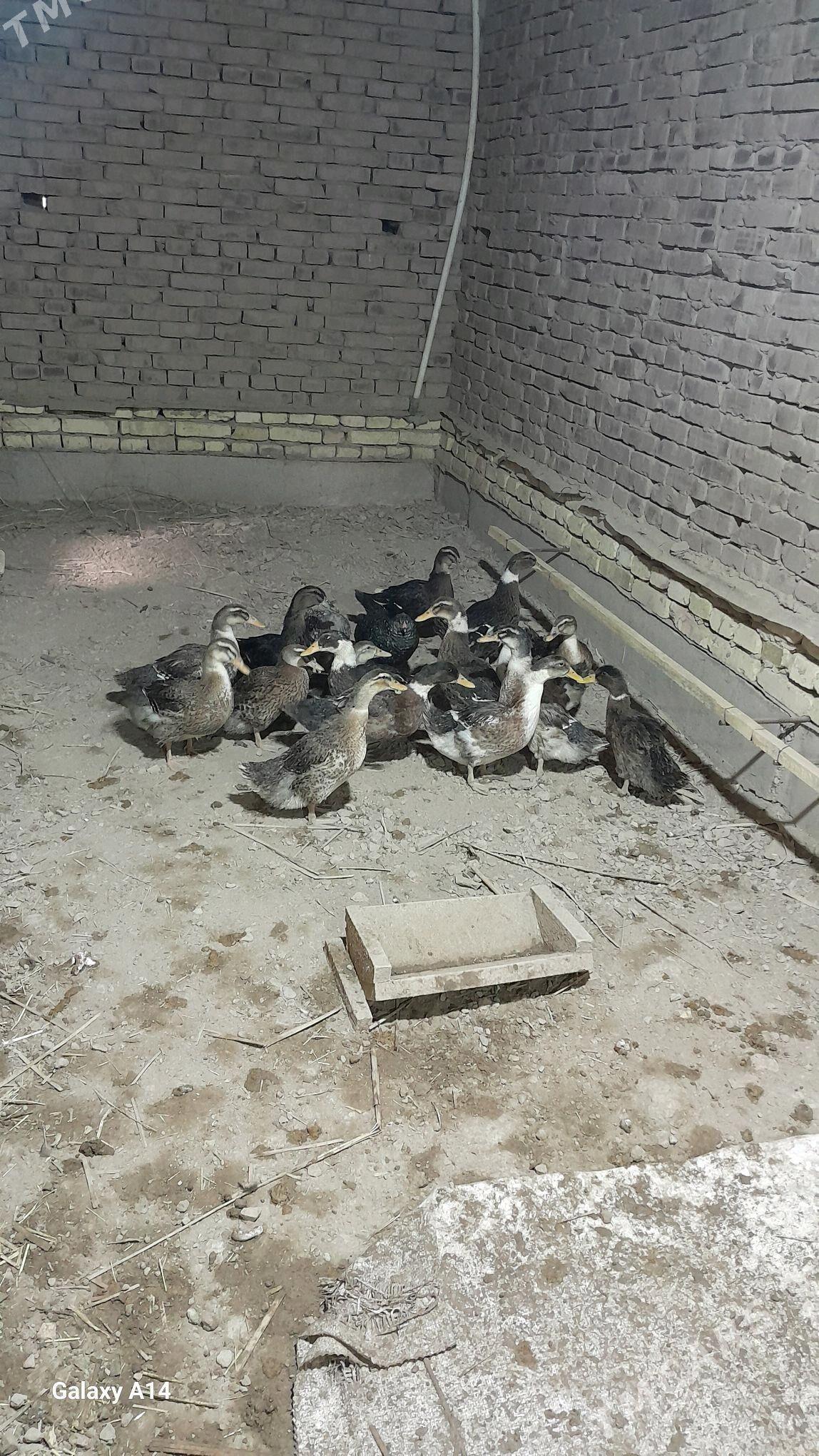 ORDEK - Гороглы (Тагта) - img 3