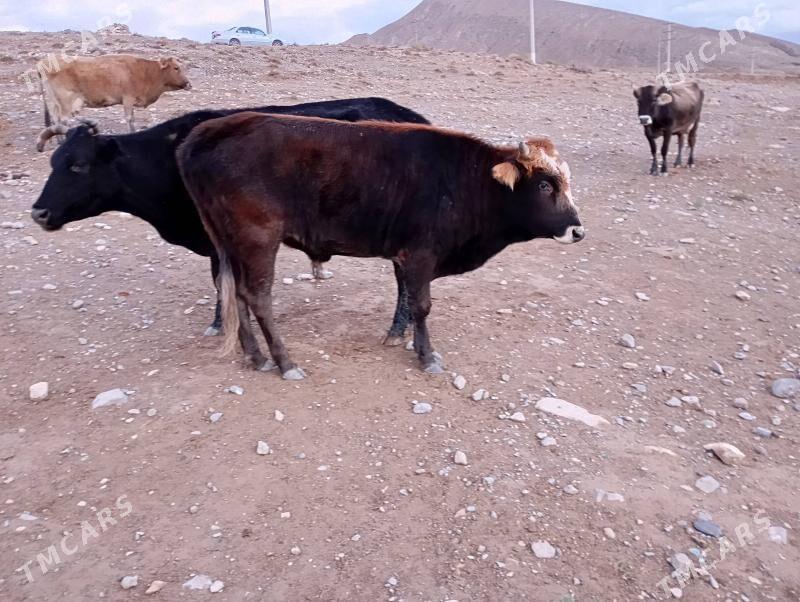 okuz - Гызыларбат - img 2