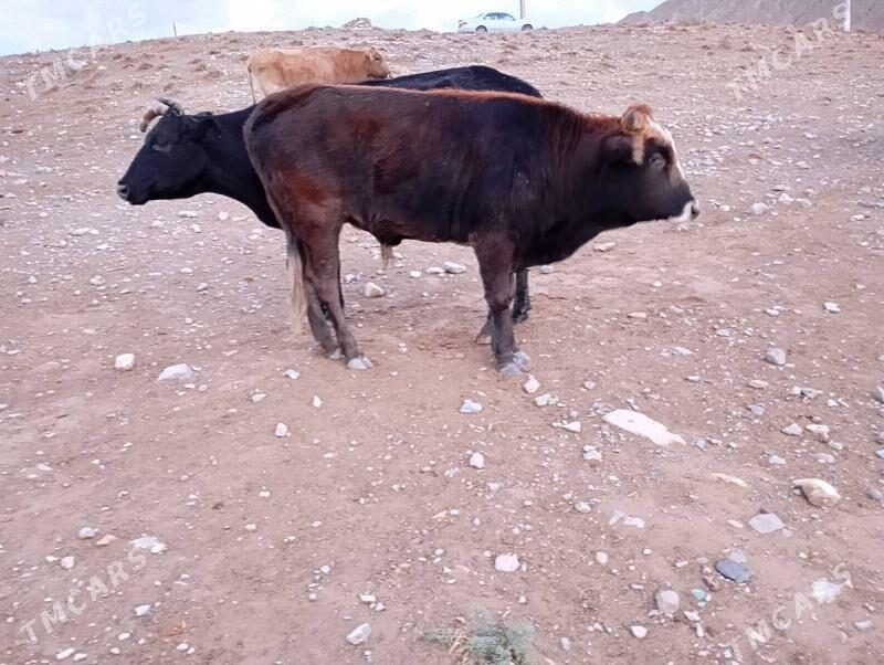 okuz - Гызыларбат - img 3