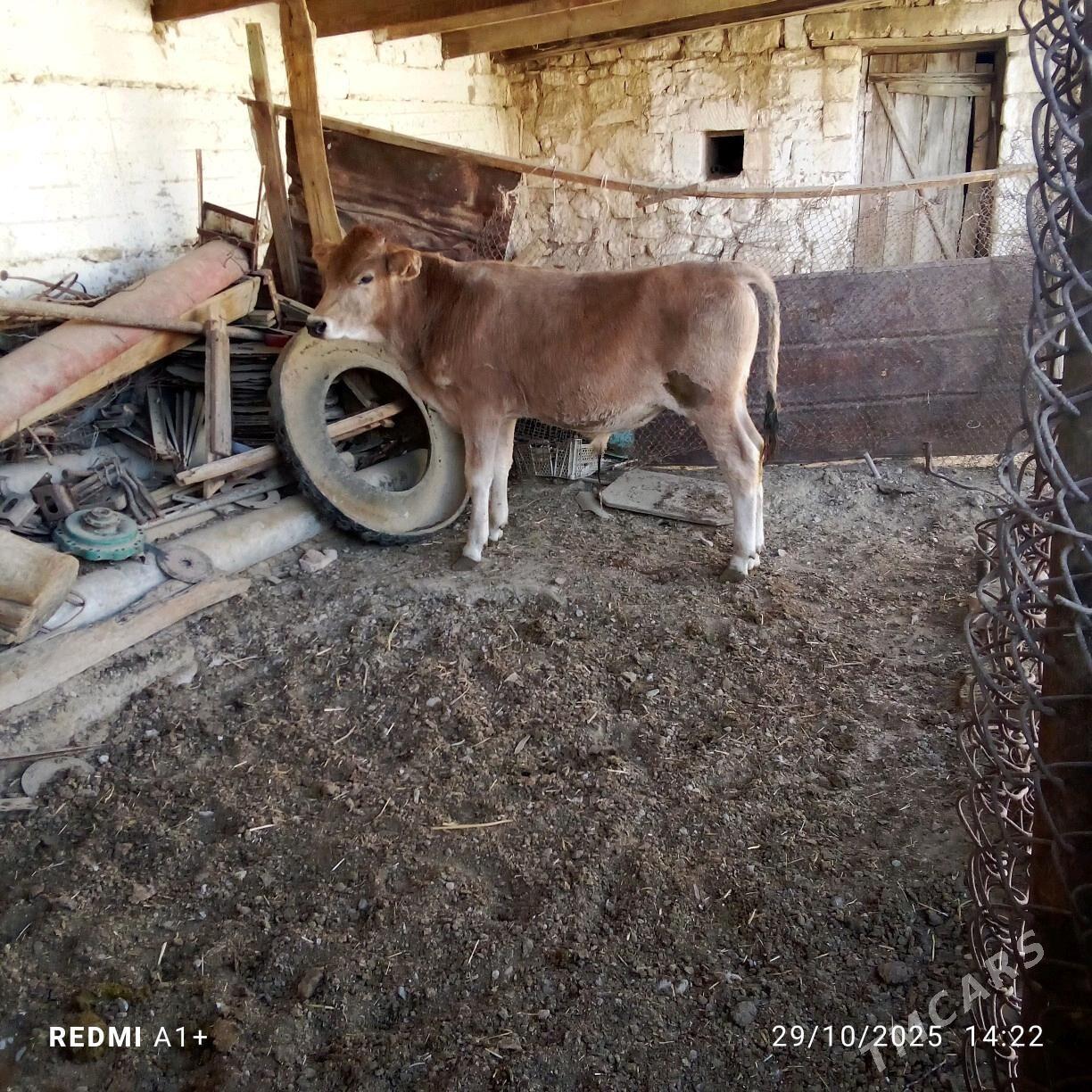 öküz - Gyzylarbat - img 2