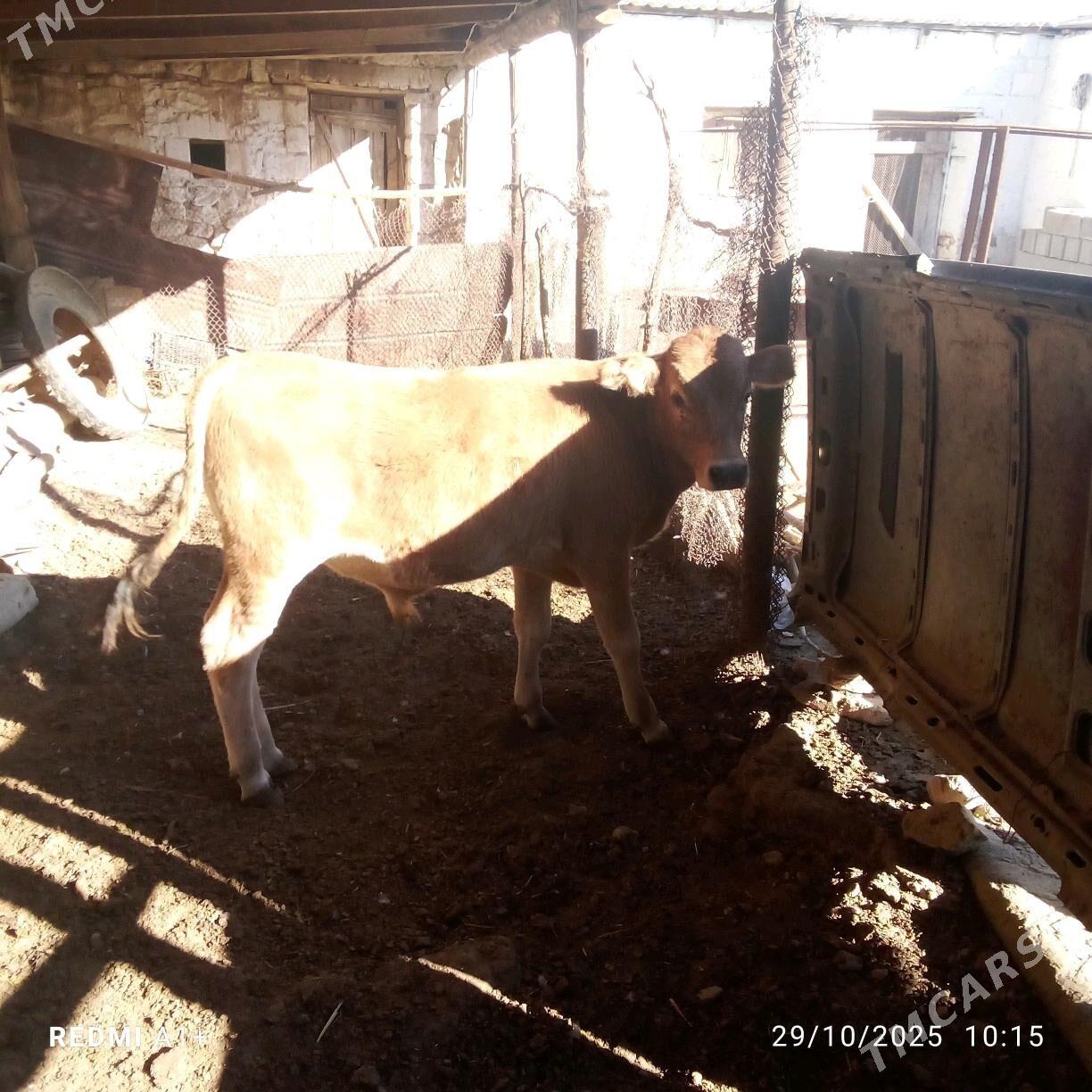 öküz - Gyzylarbat - img 3