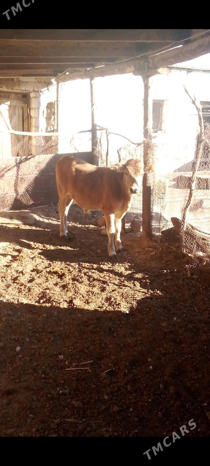 öküz - Gyzylarbat - img 1