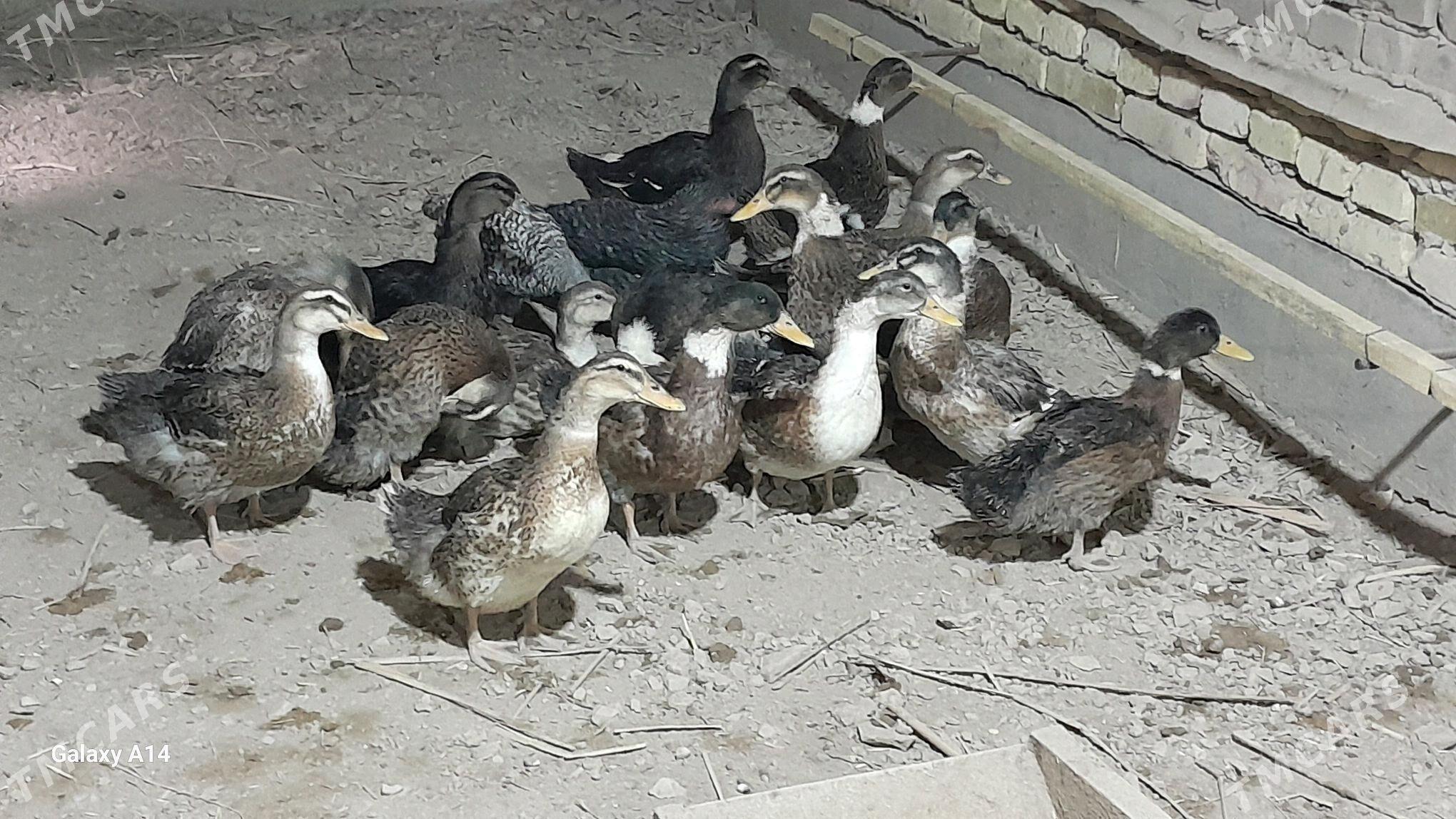 ORDEK - Гороглы (Тагта) - img 1