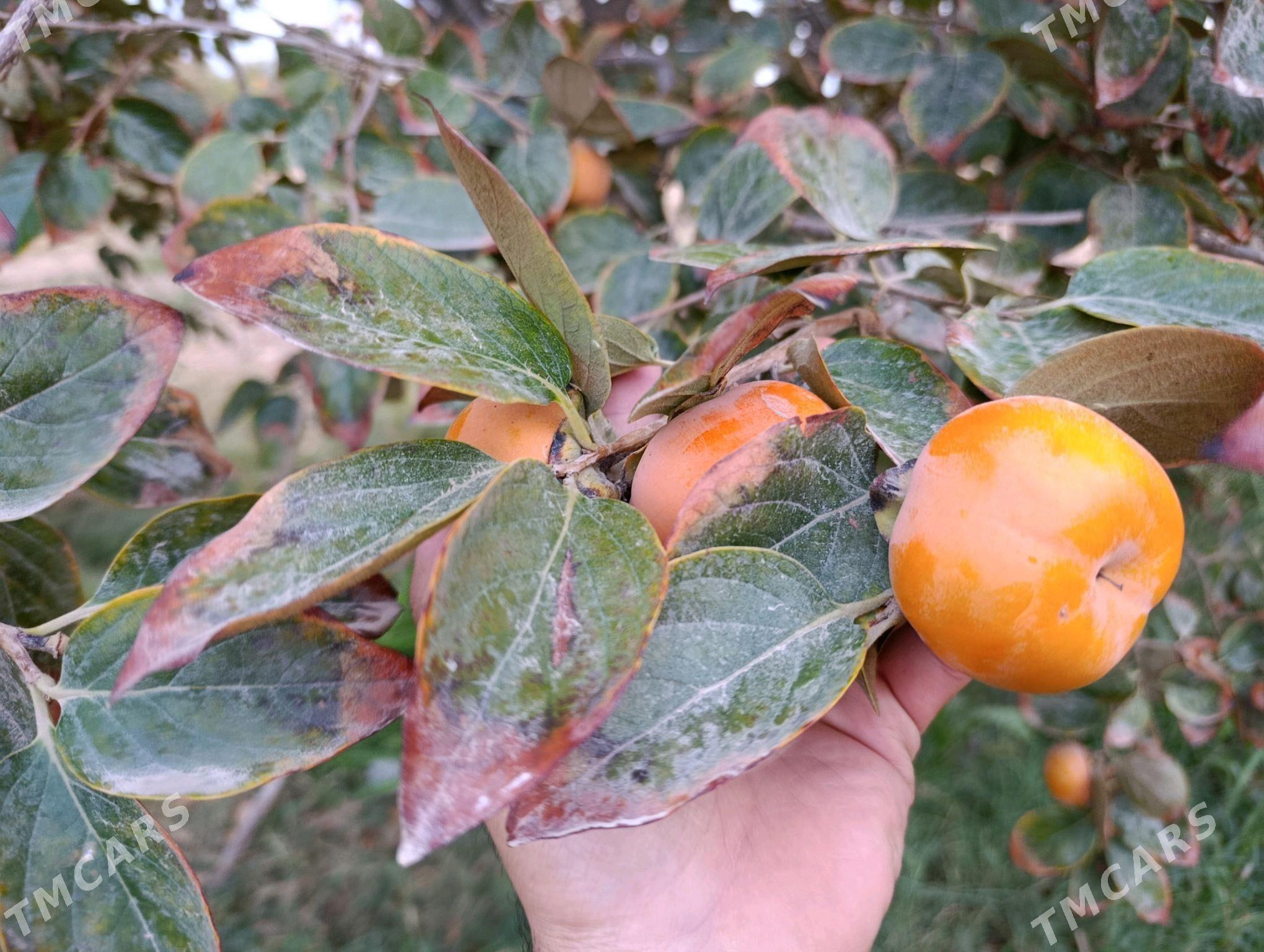 Hurma - Ашхабад - img 3