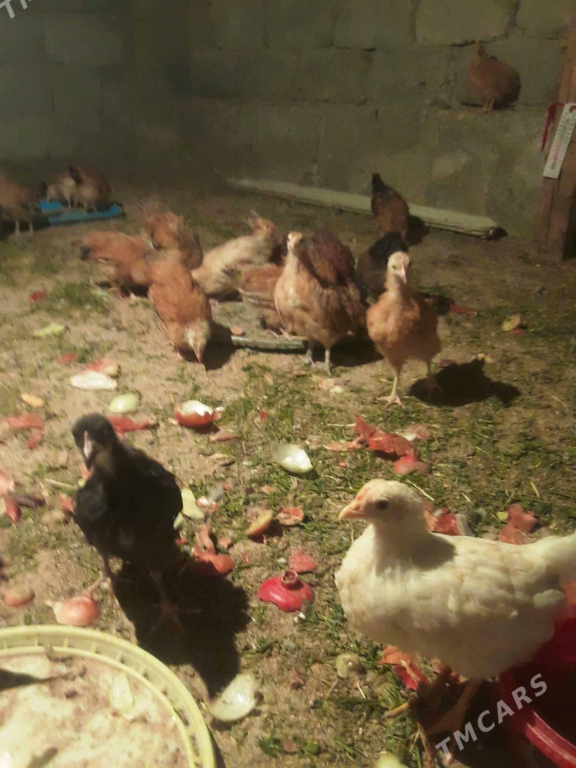 juyje - Gökdepe - img 2