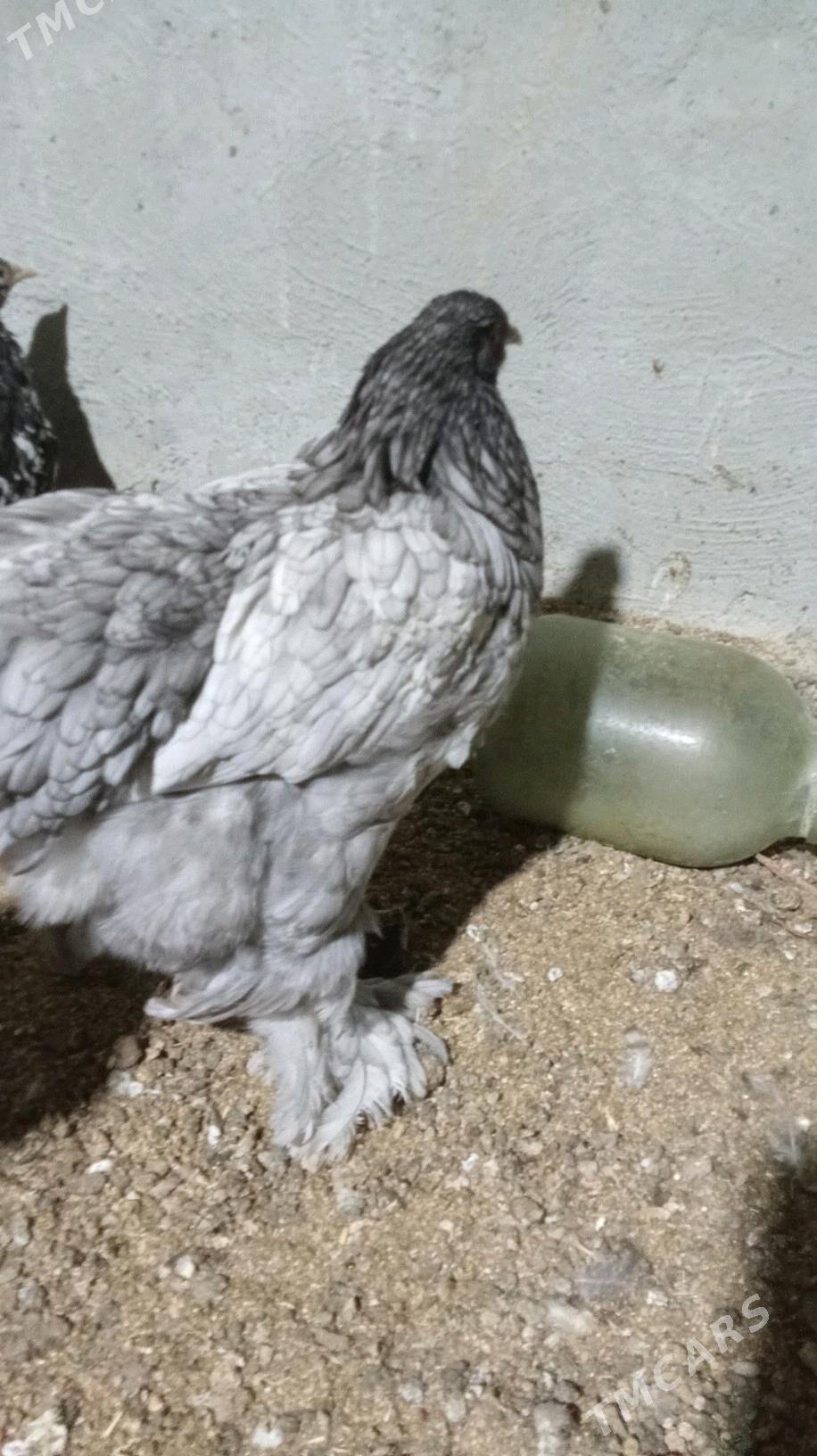 Brama Buluw - Herrikgala - img 2