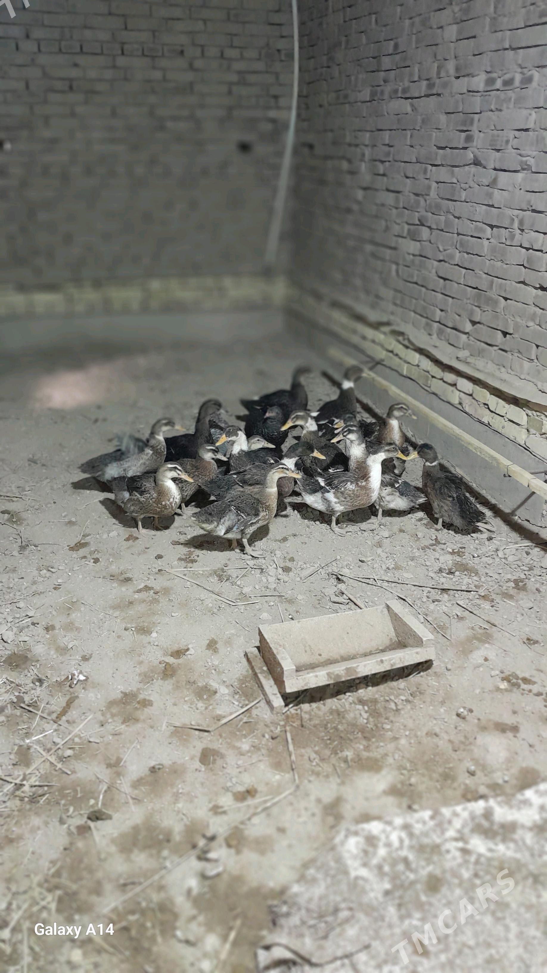 ORDEK - Гороглы (Тагта) - img 2