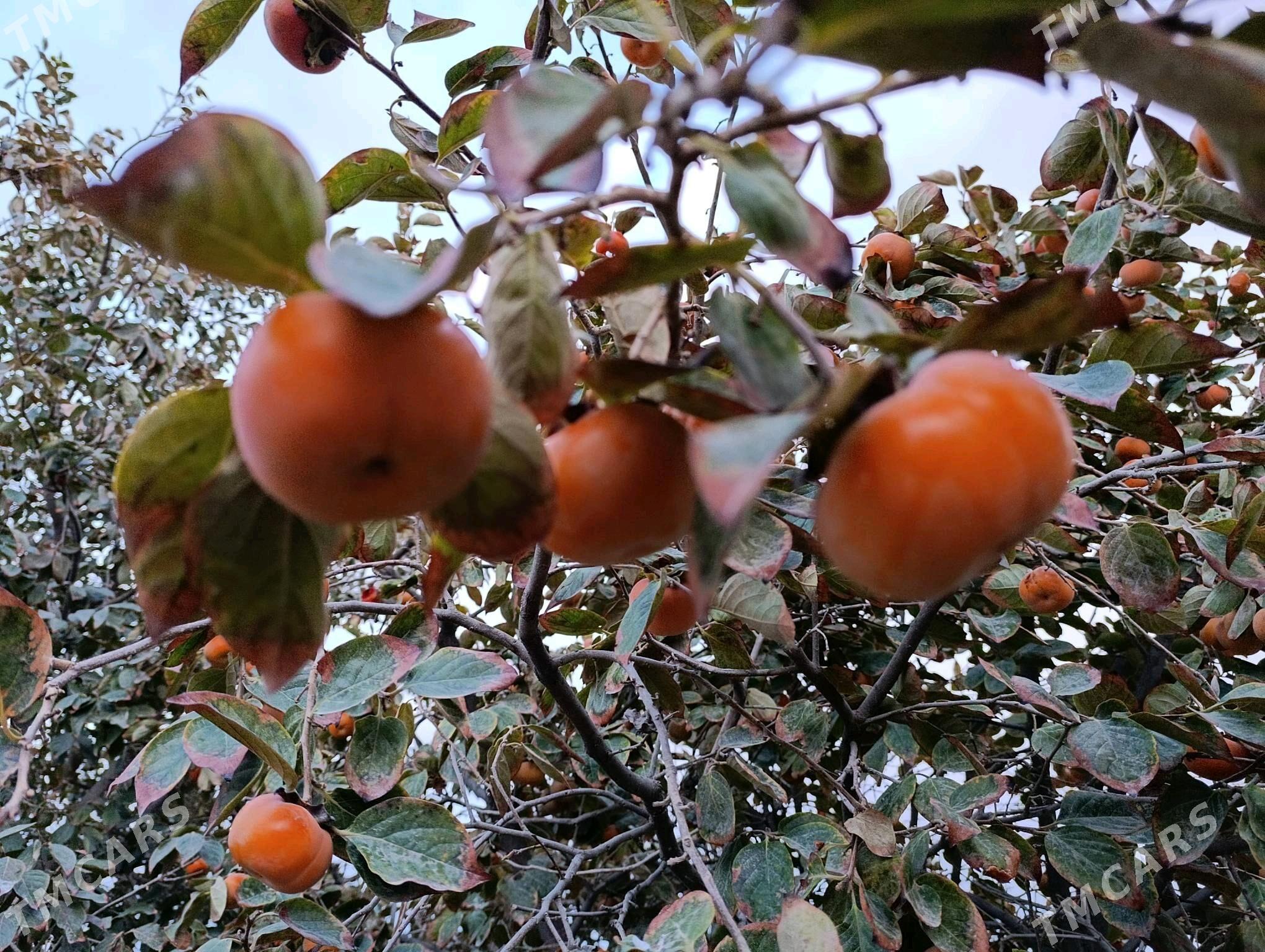 Hurma - Ашхабад - img 4