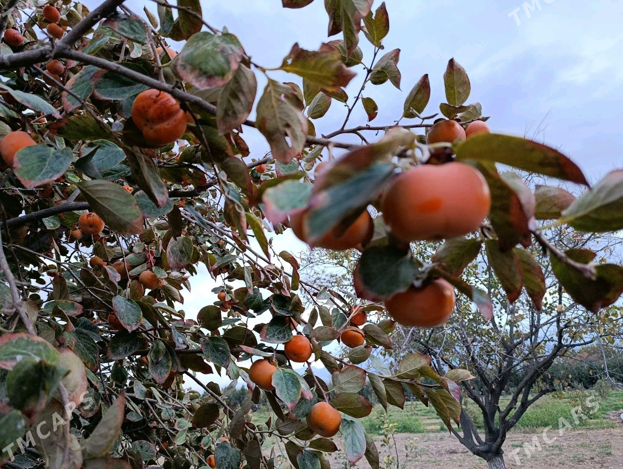 Hurma - Ашхабад - img 5