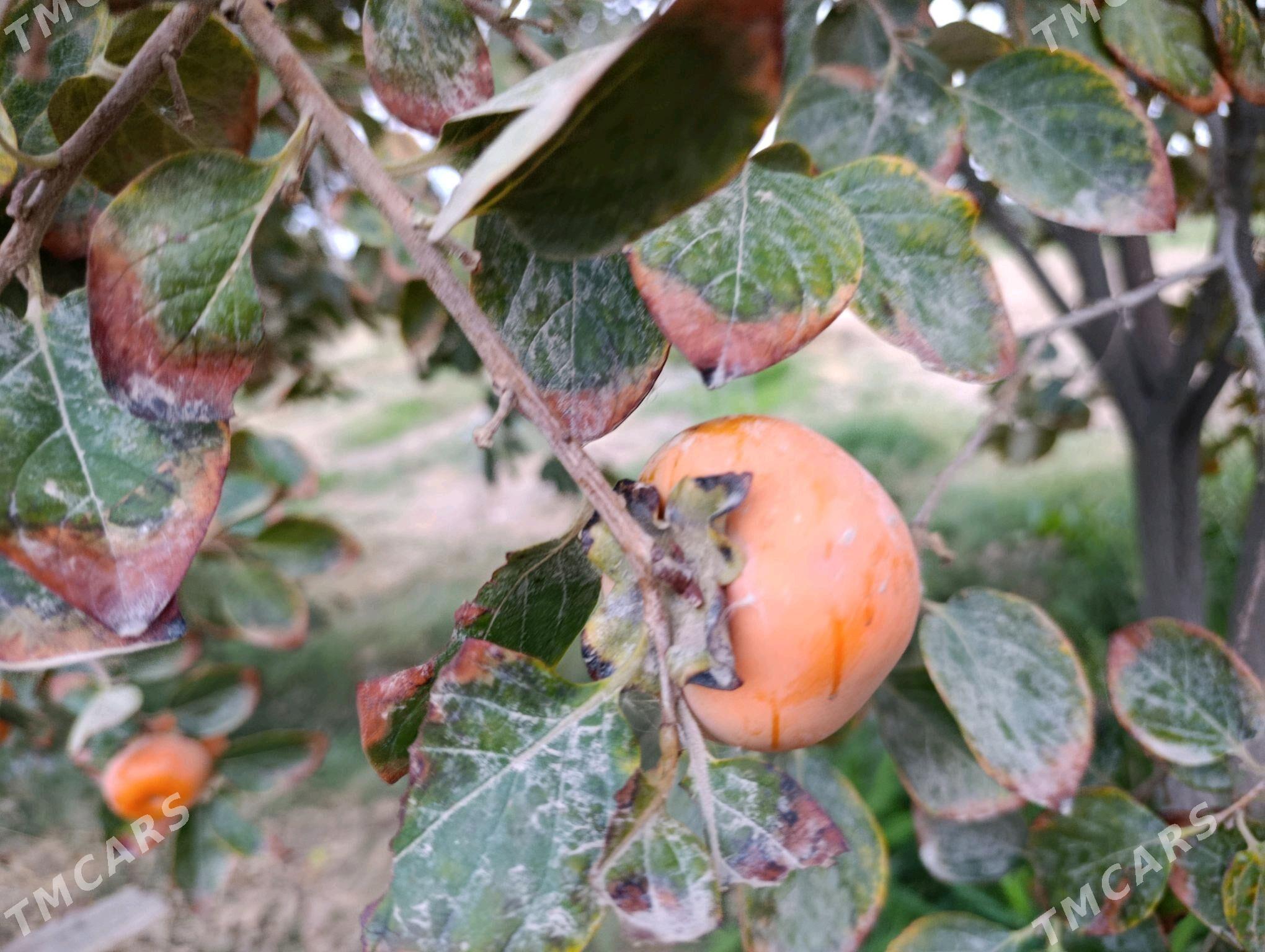 Hurma - Ашхабад - img 6