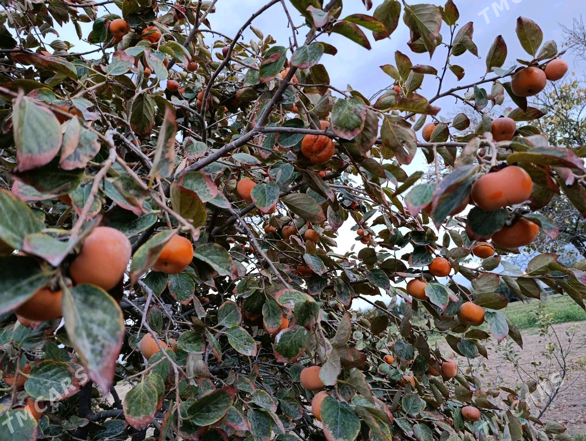 Hurma - Ашхабад - img 7