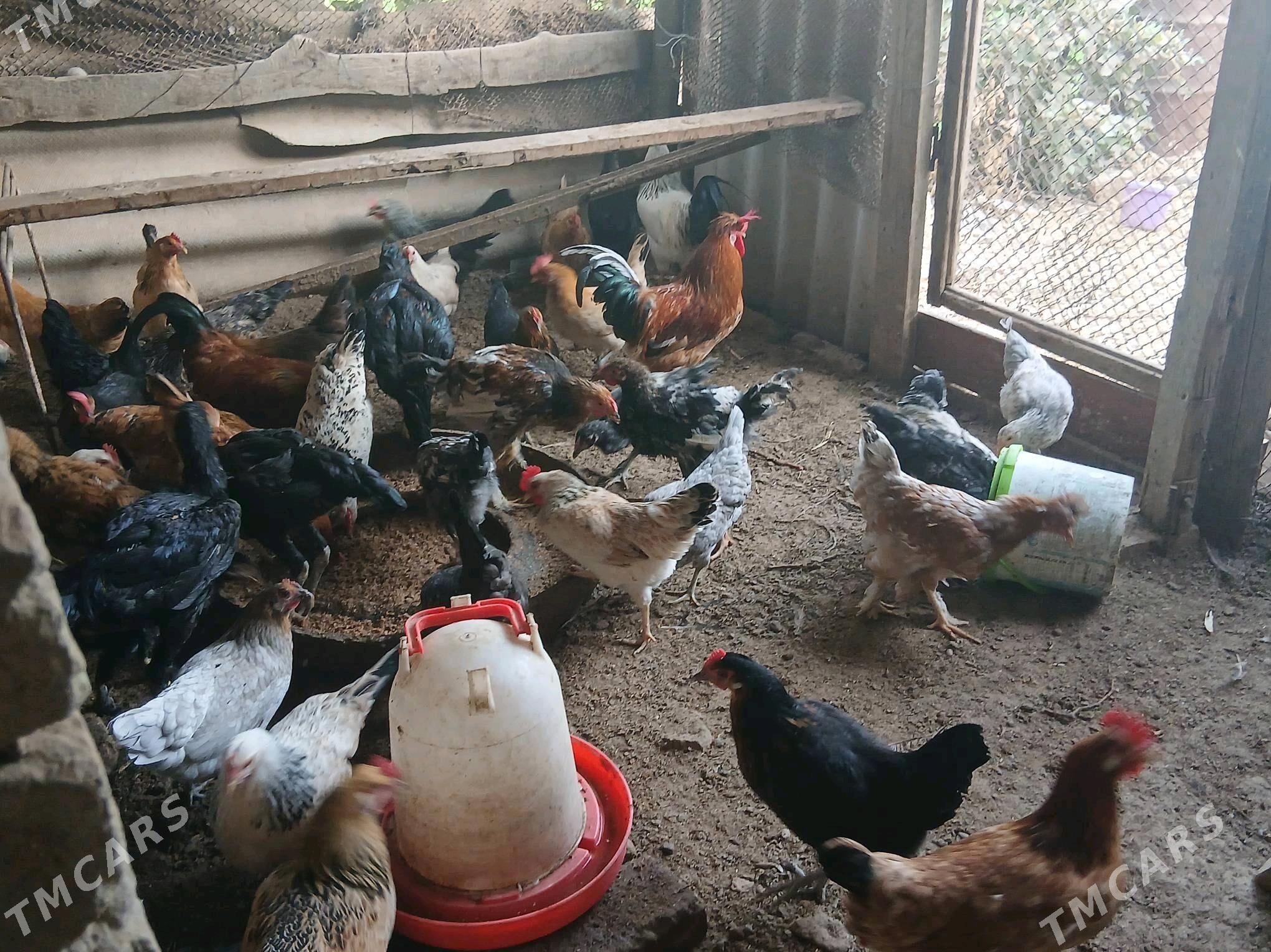 Jüje - Çärjew - img 5