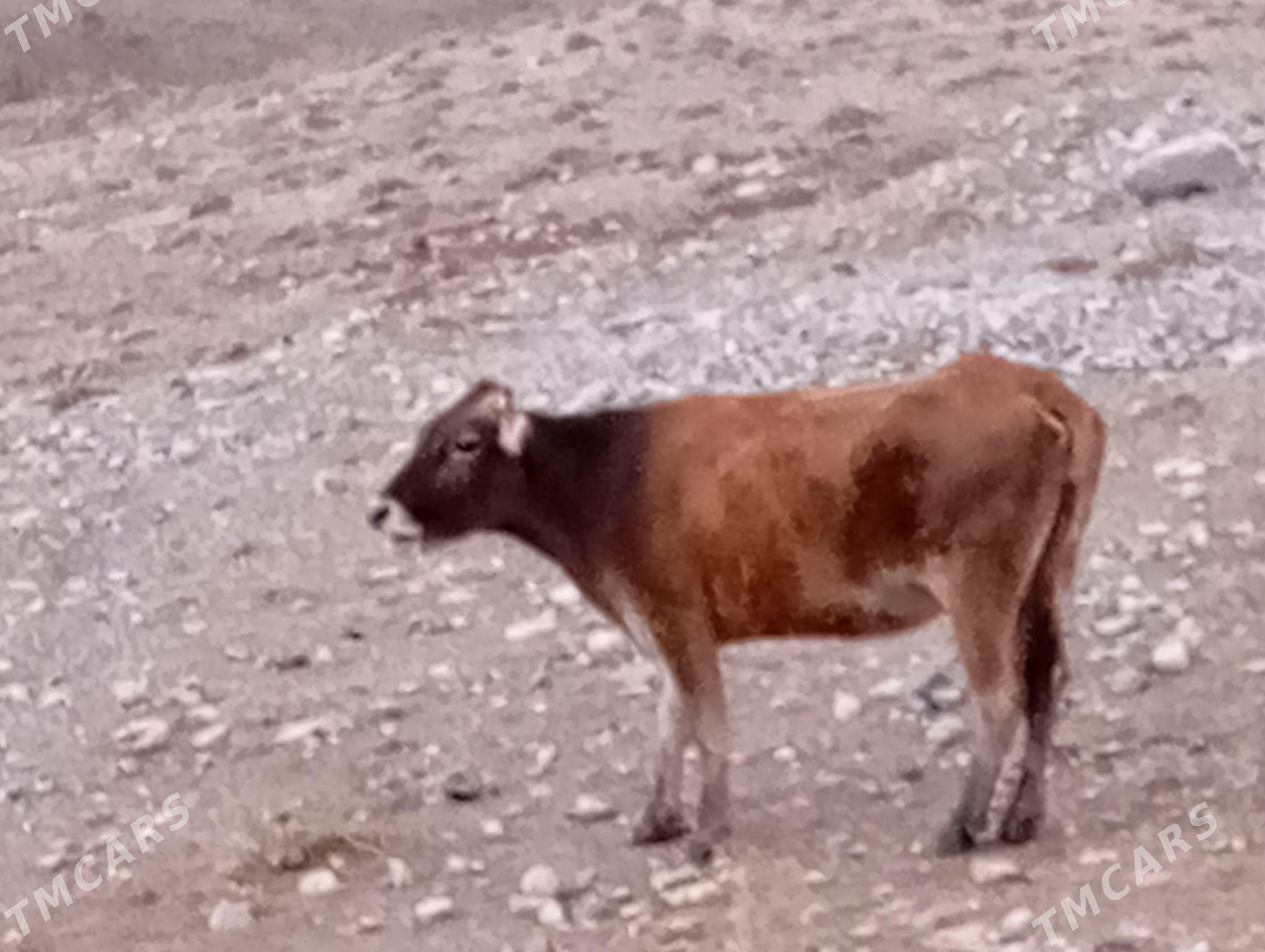 tuwe - Гызыларбат - img 2